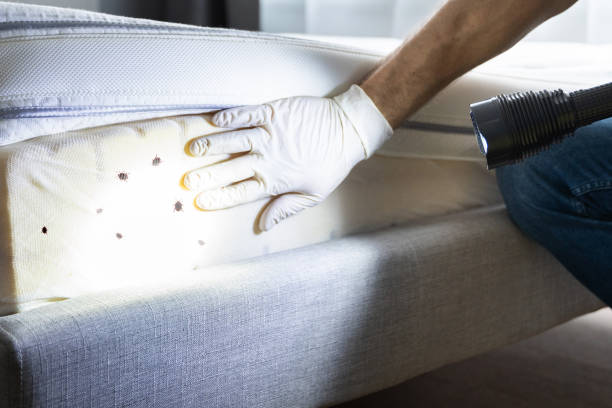 Best Flea Control Services  in Coachella, CA