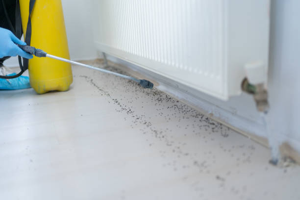 Flea Control Services in Coachella, CA
